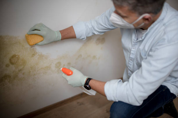 Best Post-Flood Mold Remediation in Georgetown, IN
