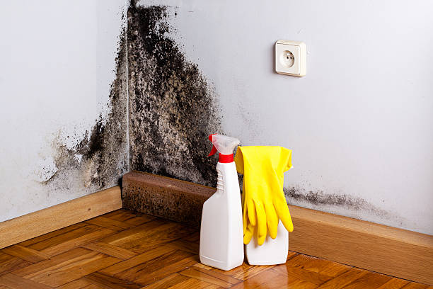 Best Commercial Mold Remediation in Georgetown, IN