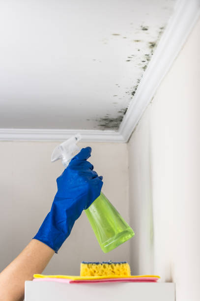 Best Residential Mold Remediation in Georgetown, IN